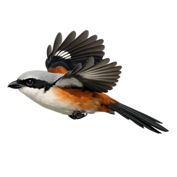 Long-tailed Shrike, in flight