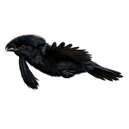 Long-wattled Umbrellabird, in flight
