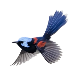 Lovely Fairywren, in flight