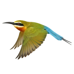Madagascar Bee-eater, in flight