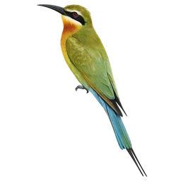 Madagascar Bee-eater, a uncommon bird in Roost