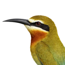 Madagascar Bee-eater, profile