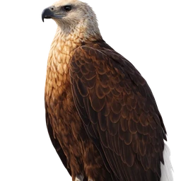 Madagascar Fish Eagle, profile