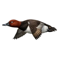 Madagascar Pochard, in flight