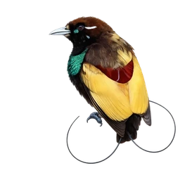 Magnificent Bird-of-paradise, profile