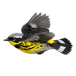 Magnolia Warbler, in flight