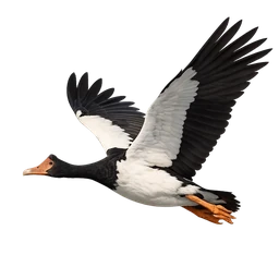 Magpie Goose, in flight