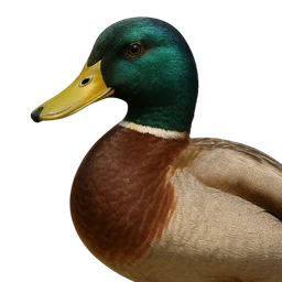 Mallard, profile