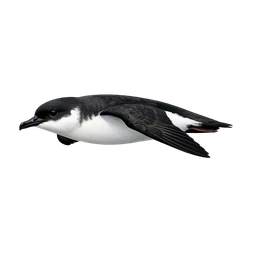 Manx Shearwater, in flight