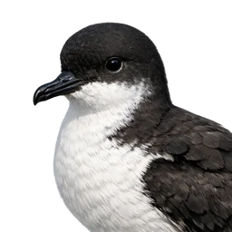 Manx Shearwater, profile