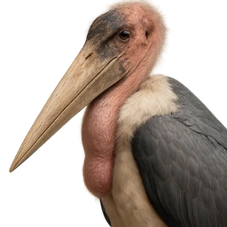 Marabou Stork, profile