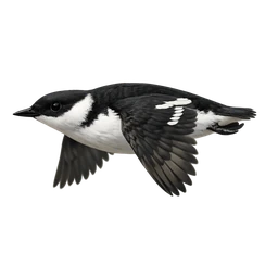 Marbled Murrelet, in flight
