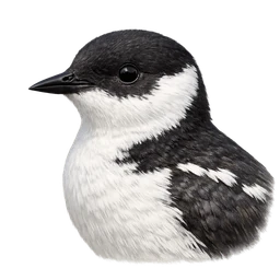 Marbled Murrelet, profile