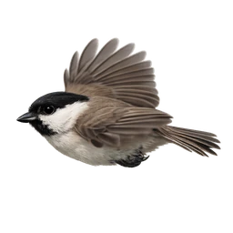 Marsh Tit, in flight