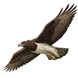 Martial Eagle, in flight