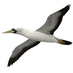 Masked Booby, in flight