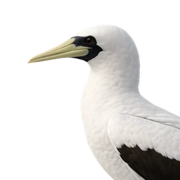 Masked Booby, profile