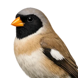 Masked Finch, profile