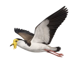 Masked Lapwing, in flight