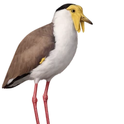 Masked Lapwing, profile