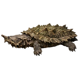 Mata Mata, in flight