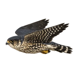 Merlin, in flight