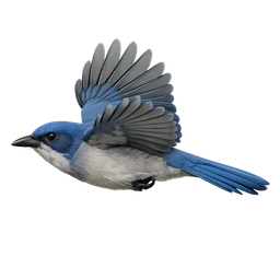 Mexican Jay, in flight