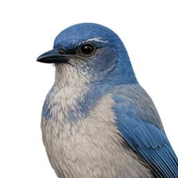 Mexican Jay, profile