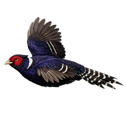 Mikado Pheasant, in flight