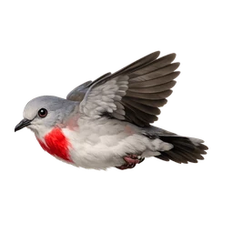Mindoro Bleeding-heart, in flight