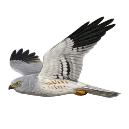 Montagu's Harrier, in flight