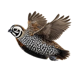 Montezuma Quail, in flight