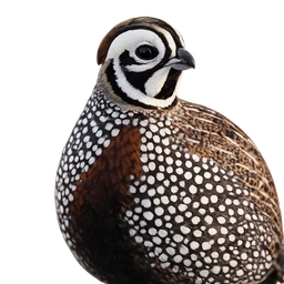 Montezuma Quail, profile