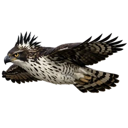 Mountain Hawk-Eagle, in flight