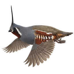 Mountain Quail, in flight