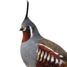 Mountain Quail, profile