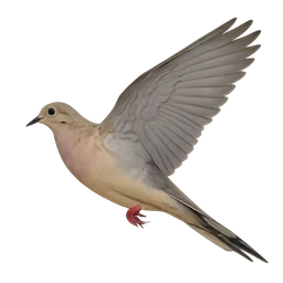 Mourning Dove, in flight