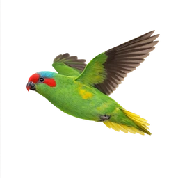 Musk Lorikeet, in flight