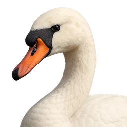 Mute Swan, profile