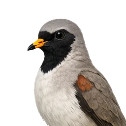 Namaqua Dove, profile