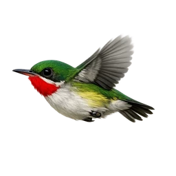 Narrow-billed Tody, in flight