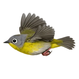 Nashville Warbler, in flight