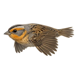 Nelson's Sparrow, in flight