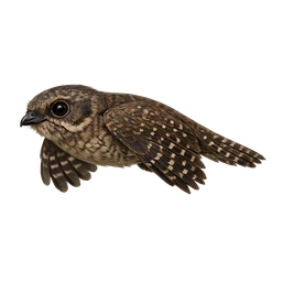 New Caledonian Owlet-nightjar, in flight