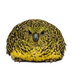 Night Parrot, a mythic bird in Roost