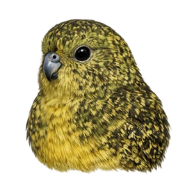 Night Parrot, profile