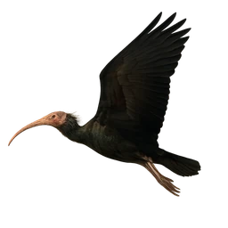 Northern Bald Ibis, in flight