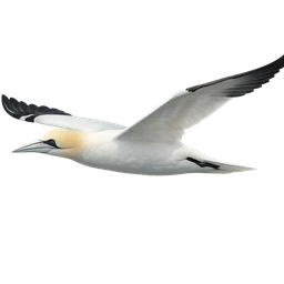 Northern Gannet, in flight