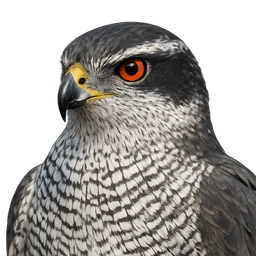 Northern Goshawk, profile
