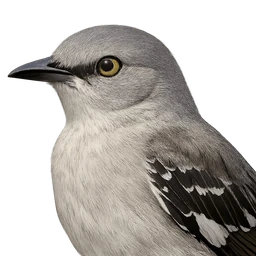 Northern Mockingbird, profile